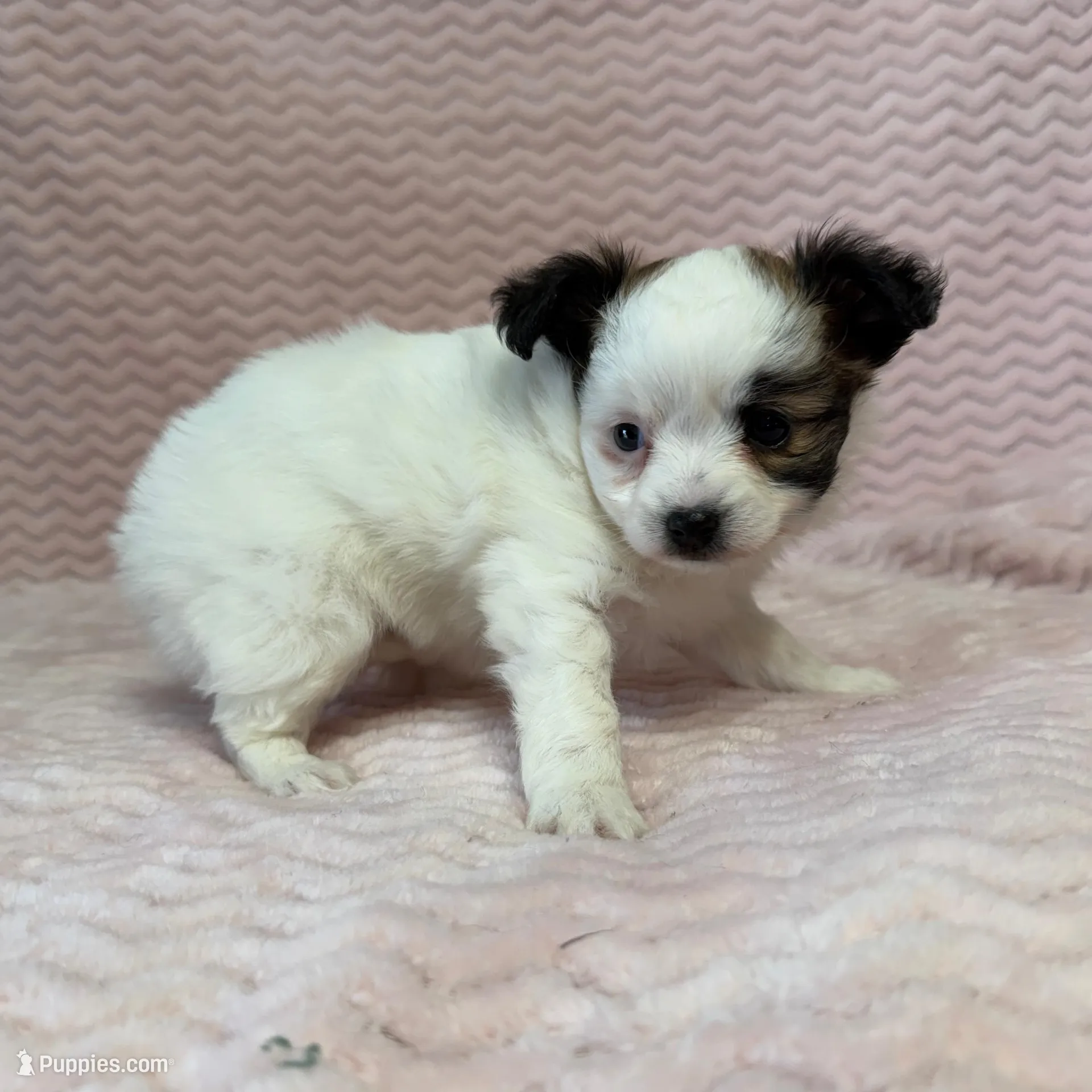 processed/404e350d-1fd3-4a1b-b7cd-b4759bde331c/listing/cf788f5a-7942-41d9-ae4e-021728539fe4/0f64ec41-ab57-423b-9c51-98ab4e9235d5