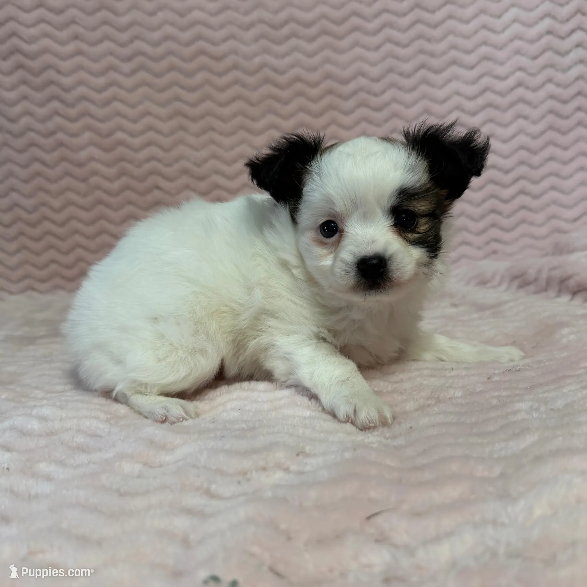 processed/404e350d-1fd3-4a1b-b7cd-b4759bde331c/listing/cf788f5a-7942-41d9-ae4e-021728539fe4/9f3e98ae-3125-400c-baca-b97ccf5d859f