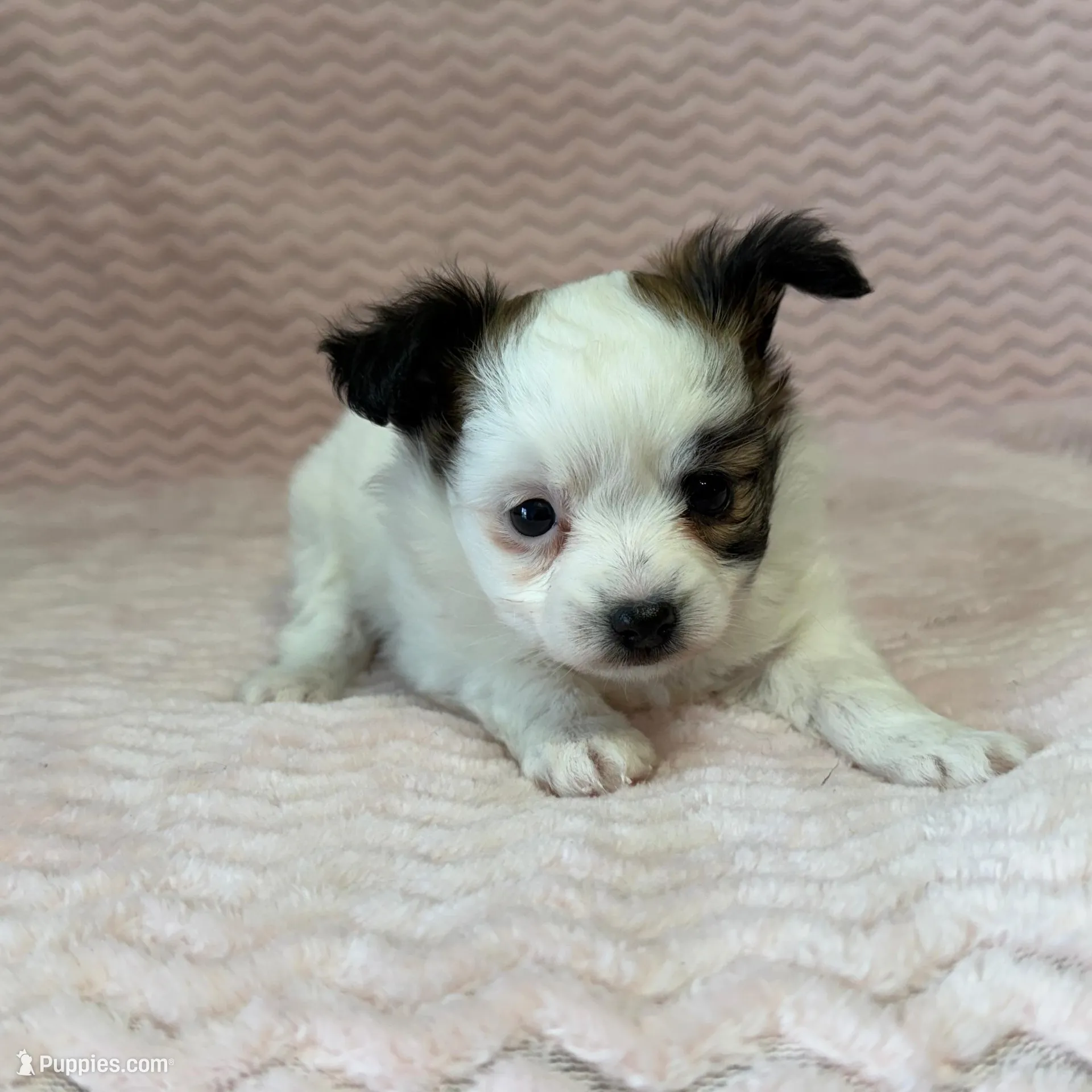 processed/404e350d-1fd3-4a1b-b7cd-b4759bde331c/listing/cf788f5a-7942-41d9-ae4e-021728539fe4/c12e45fd-64ee-4739-a419-ac6980e154c0