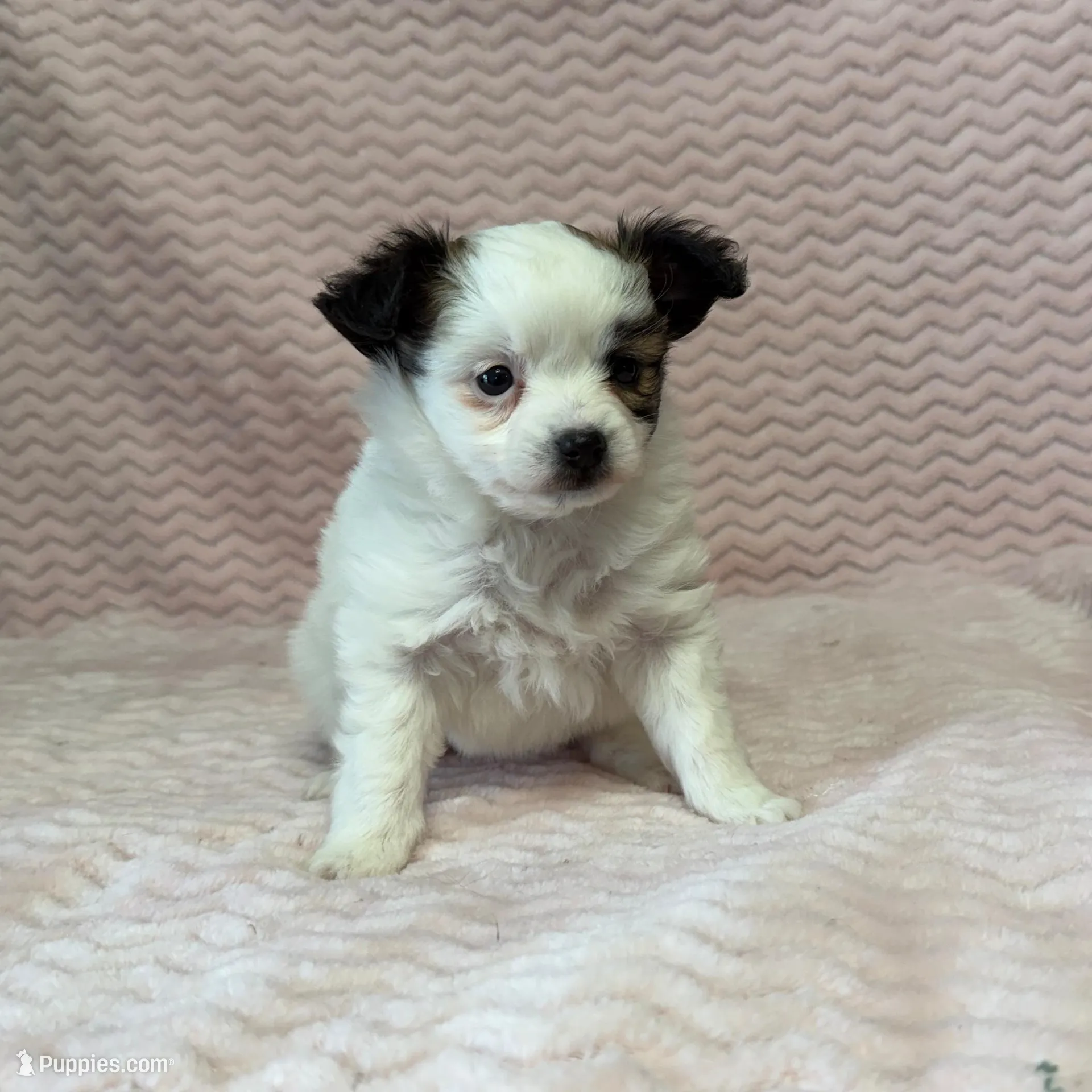 processed/404e350d-1fd3-4a1b-b7cd-b4759bde331c/listing/cf788f5a-7942-41d9-ae4e-021728539fe4/c3686513-08aa-4276-a1ee-03579ee560a7