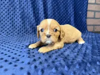 Charlie, a male Cavalier King Charles Spaniel for sale in Deepwater, MO – 5 of 8