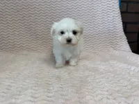 Millie, a female Maltese for sale in Deepwater, MO – 10 of 10