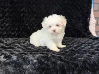 Poppy, a female Maltese for sale in Deepwater, MO – 6 of 9
