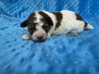 Scooter, a male Shihpoo for sale in Deepwater, MO – 4 of 8