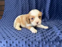 Rocky, a male Cavalier King Charles Spaniel for sale in Deepwater, MO – 6 of 9
