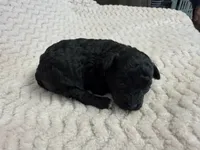 Minnie, a female Poodle - Miniature  for sale in Deepwater, MO – 5 of 6
