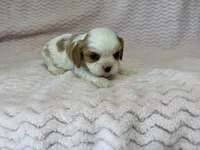 Lulu, a female Cavalier King Charles Spaniel for sale in Deepwater, MO – 9 of 9