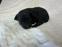 Minnie, a female Poodle - Miniature  for sale in Deepwater, MO – 6 of 6