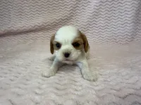 Lulu, a female Cavalier King Charles Spaniel for sale in Deepwater, MO – 3 of 9