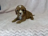Honey, a female Cavalier King Charles Spaniel for sale in Deepwater, MO – 10 of 10