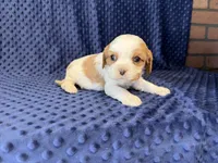 Louie, a male Cavalier King Charles Spaniel for sale in Deepwater, MO – 3 of 6