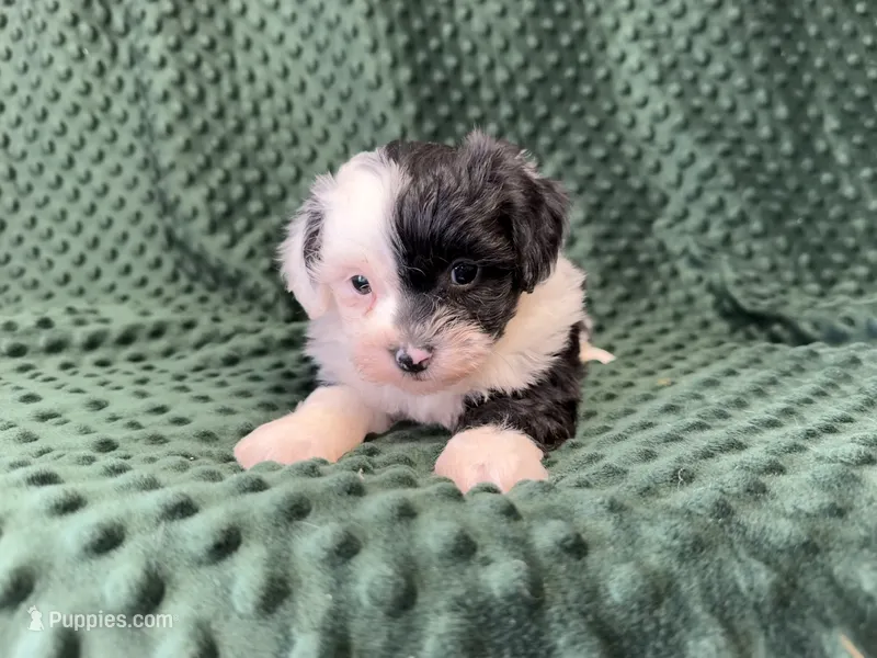 Oreo – Shihpoo puppy for sale in Deepwater, MO