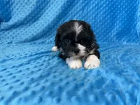 Ranger, a male Poodle - Miniature  for sale in Deepwater, MO – 2 of 10