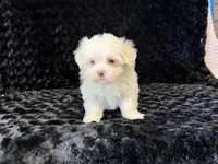 Poppy, a female Maltese for sale in Deepwater, MO – 4 of 9