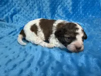 Scooter, a male Shihpoo for sale in Deepwater, MO – 2 of 8