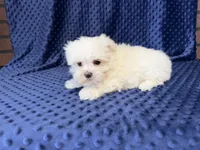 Coco, a female Maltese for sale in Deepwater, MO – 8 of 9
