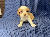 Rocky, a male Cavalier King Charles Spaniel for sale in Deepwater, MO – 2 of 9