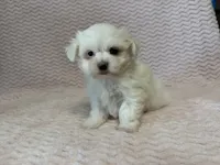 Millie, a female Maltese for sale in Deepwater, MO – 9 of 10