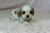 Lulu, a female Cavalier King Charles Spaniel for sale in Deepwater, MO – 5 of 9