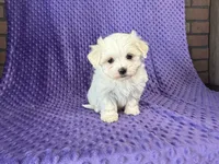 Molly, a female Maltese for sale in Deepwater, MO – 8 of 8