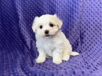 Molly, a female Maltese for sale in Deepwater, MO – 5 of 8
