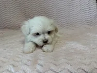 Millie, a female Maltese for sale in Deepwater, MO – 7 of 10