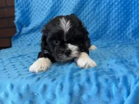 Ranger, a male Poodle - Miniature  for sale in Deepwater, MO – 4 of 10