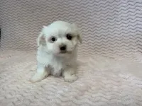 Millie, a female Maltese for sale in Deepwater, MO – 8 of 10