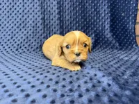 Charlie, a male Cavalier King Charles Spaniel for sale in Deepwater, MO – 7 of 8