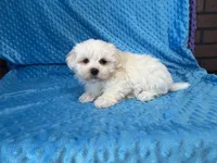 Ollie, a male Maltese for sale in Deepwater, MO – 5 of 7
