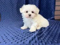 Coco, a female Maltese for sale in Deepwater, MO – 2 of 9