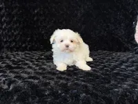 Poppy, a female Maltese for sale in Deepwater, MO – 8 of 9