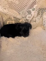 Cooper, a male Yorkshire Terrier for sale in Banks, AL – Photo 2 of 2