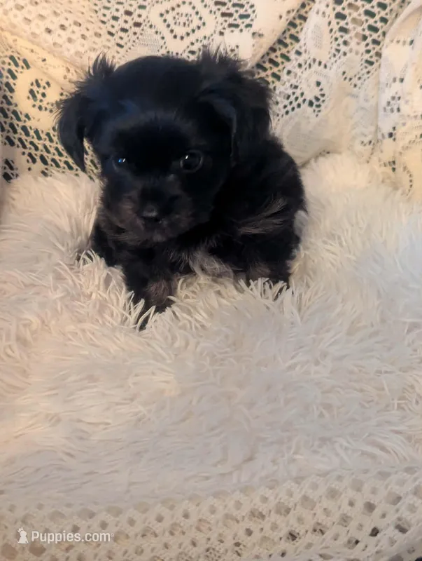 Cooper – Yorkshire Terrier puppy for sale in Banks, AL