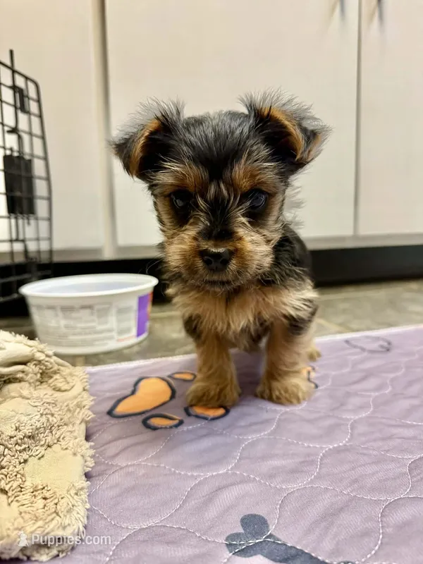 Baxter – Yorkshire Terrier puppy for sale in Banks, AL
