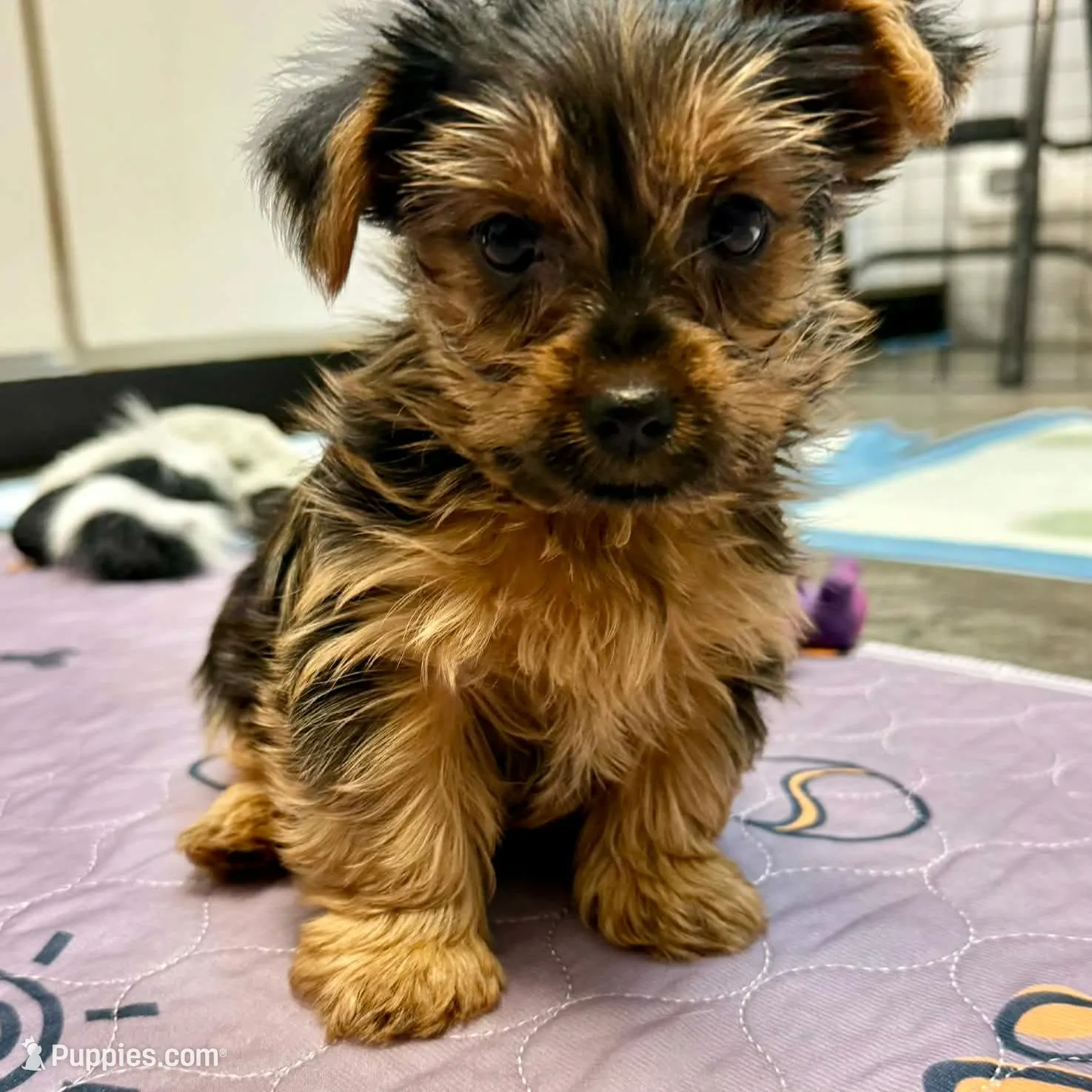 Baker – Yorkshire Terrier puppy for sale in Banks, AL