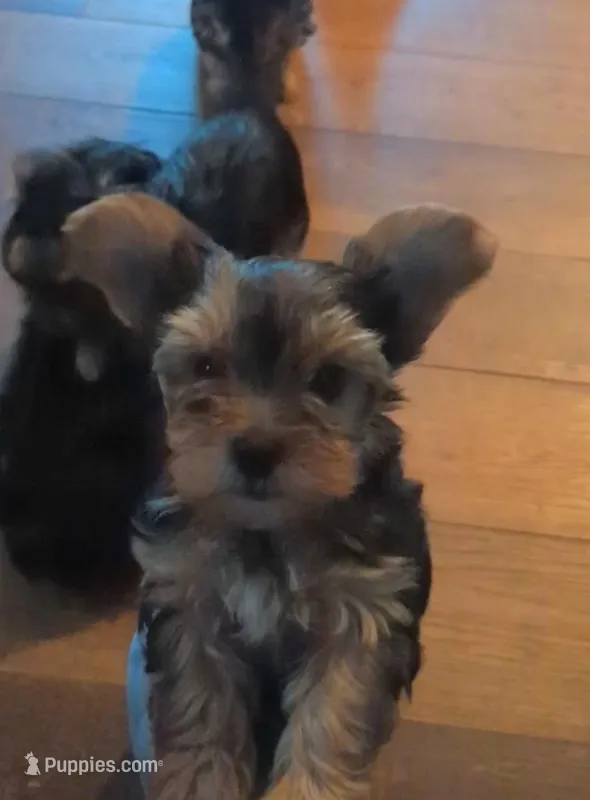 Baker – Yorkshire Terrier puppy for sale in Banks, AL