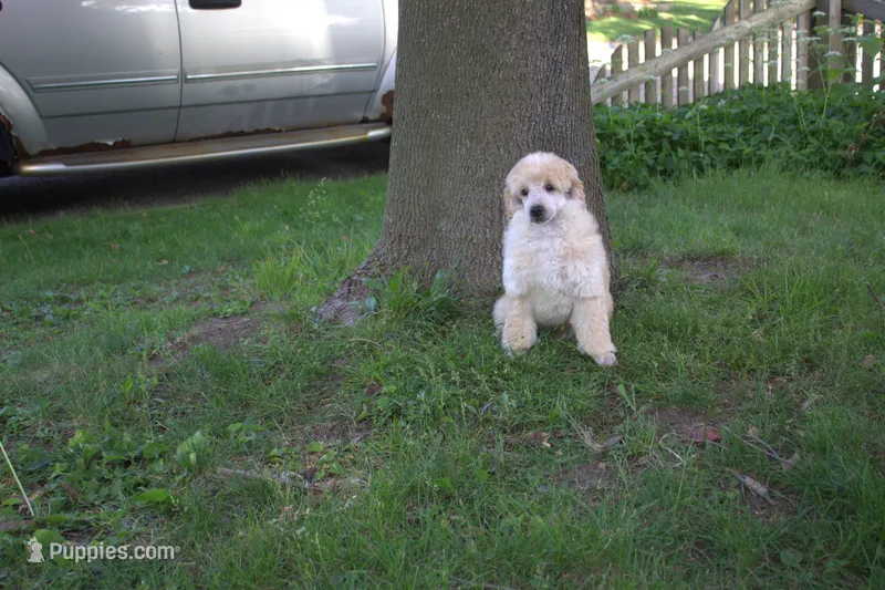 Joey – Poodle - Miniature  puppy for sale in Elmwood, IL