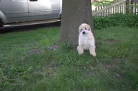 Joey, a male Poodle - Miniature  for sale in Elmwood, IL – 1 of 6
