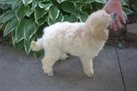 Lottie, a female Poodle - Miniature  for sale in Elmwood, IL – 2 of 5