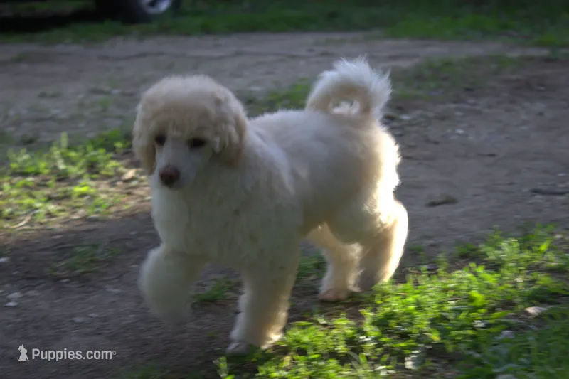 Scruffy – Poodle - Miniature  puppy for sale in Elmwood, IL