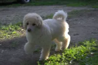 Scruffy, a female Poodle - Miniature  for sale in Elmwood, IL – 1 of 6