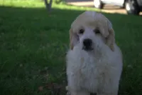 Joey, a male Poodle - Miniature  for sale in Elmwood, IL – 3 of 6