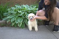 Lottie, a female Poodle - Miniature  for sale in Elmwood, IL – 1 of 5