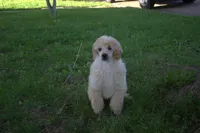 Joey, a male Poodle - Miniature  for sale in Elmwood, IL – 2 of 6