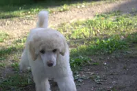 Scruffy, a female Poodle - Miniature  for sale in Elmwood, IL – 2 of 6