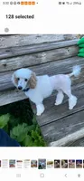 Lottie, a female Poodle - Miniature  for sale in Elmwood, IL – 5 of 5