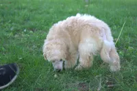 Joey, a male Poodle - Miniature  for sale in Elmwood, IL – 4 of 6