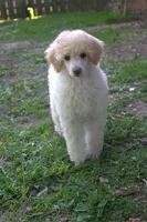 Scruffy, a female Poodle - Miniature  for sale in Elmwood, IL – 3 of 6