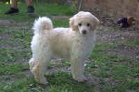 Scruffy, a female Poodle - Miniature  for sale in Elmwood, IL – 4 of 6